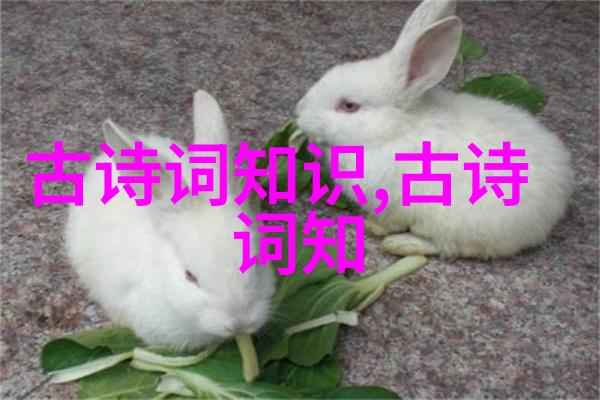 厨师扎西旺堆的故事